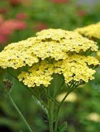Achillea Achillea Achillea Millefolium Hardy Plants