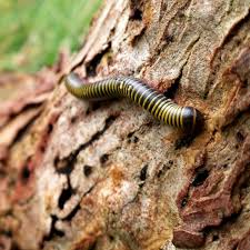 They're arthropods, not insects, and are considered a beneficial organism, not a plant pest. Yellow Banded Millipede Gongoli Bandiamarillo Project Noah