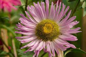 Aster Flower Flowers Name List Flower Names Aster Flower