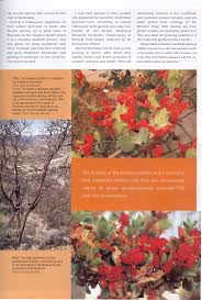 Image result for Petalidium bracteatum