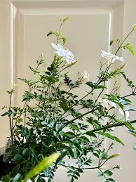 Image result for Jasminum