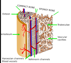 Although compact bone is made up of haversian systems, it is almost solid. Animal Tissues Bone Atlas Of Plant And Animal Histology