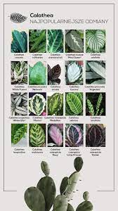 Pin By Roxane Farrar On Calathea Calathea Plant Cool Plants Calathea
