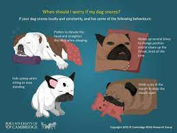 Should I Worry If My Dog Snores Many Vetsone Hastings Facebook
