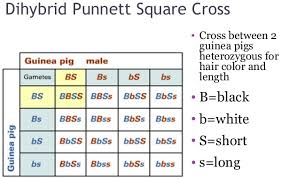 For example, considery for yellow colour seed and y for green color seed, r for round shaped seeds and r for wrinkled seed shape. The Easy Way To Understand The Inheritance Of Recessive Alleles The Institute Of Canine Biology