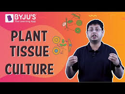 Check spelling or type a new query. Plant Tissue Culture Types Techniques Process And Its Uses