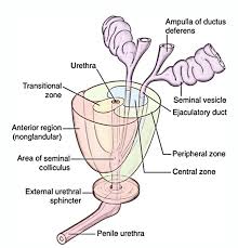 Image result for Prostate Anatomy