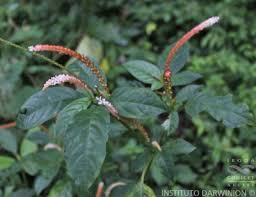 Image result for Hilleria latifolia