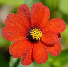 Image result for Zinnia peruviana