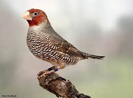 Small Wild Birds Of South Africa Red Headed Finch Amadina Erythrocephala The Resemblance To The Cutthroat Finch Is Unmistakable The Red Head South African Birds Finch South African Animals