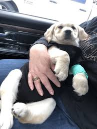 Pets r us veterinary hospital. Pets R Us Veterinary Hospital 171 Photos 390 Reviews Veterinarians 40125 10th St Palmdale Ca Phone Number