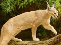 Der sichtwinkel der katze beträgt 200 bis 220°. Zootierlistehomepage