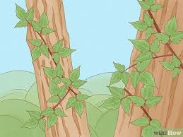 A poison oak rash appears where the contact with the oil occurred. How To Identify Poison Ivy 9 Steps With Pictures Wikihow