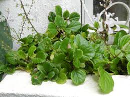 Image result for Plectranthus mandalensis