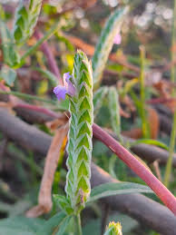 Image result for Rungia