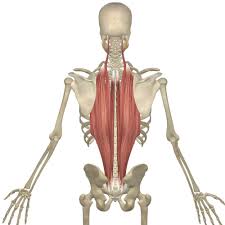 It also helps to stabilize your shoulder joint. The Erector Spinae Muscles Its Attachments And Actions Yoganatomy
