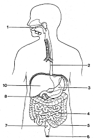 Download this premium vector about digestive system for kids, and discover more than 14 million professional graphic resources on freepik. Digestive System Diagram For Kids Diagram Base Website For Kids Your Digestive System