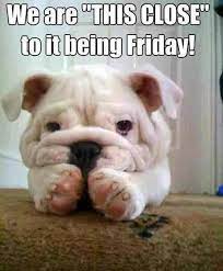 Almost There Funny Animal Pictures Cute Animals Bulldog