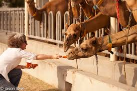 Back again at a, where you have 1999 bananas, fill the basket with 1000 bananas, and feed the camel with 1 banana, leaving 998 bananas at a. Camels Anissa S Blog