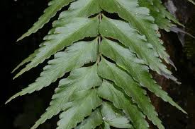 Image result for Asplenium diplazisorum