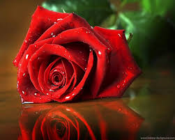 Support us by sharing the content, upvoting wallpapers on the page or sending your own background pictures. Champs Camera Pro