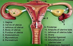 Labeled Female Anatomy Model Google Search Female Reproductive System Anatomy Female Reproductive Anatomy Reproductive System