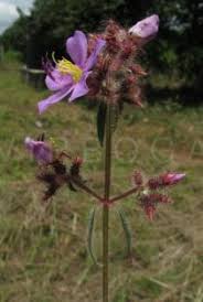 Image result for Dissotis irvingiana