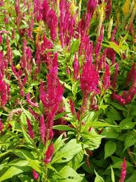 Image result for Celosia argentea