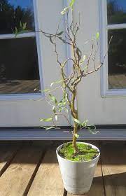 The corkscrew willow tree (salix matsudana) is also known as the curly willow. Newest For Curly Willow Weeping Willow Bonsai Pink Wool