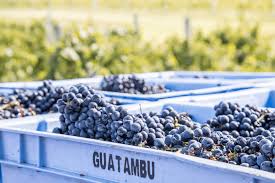 A influência do terroir da Campanha Gaúcha nos taninos do vinho | Vinícola  Guatambu