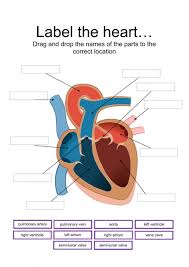 Label Parts Of The Heart Interactive And Downloadable Worksheet You Can Do The Exercises Online O In 2020 Parts Of The Heart Circulatory System For Kids Heart Diagram