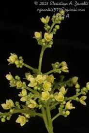 Image result for Balfourodendron