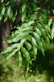 Image result for Sapindus saponaria