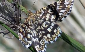 Image result for Pavonia clathrata