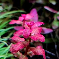 Image result for Ludwigia senegalensis