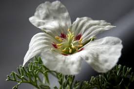 Image result for Monsonia