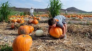 Tanaka Farms Keeps Pumpkin Picking Open With Covid Restrictions Orange County Register