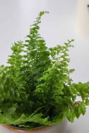 Image result for Nephrolepis