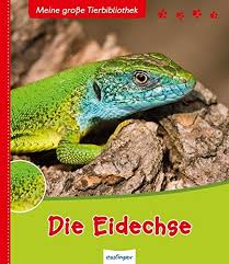Der begriff „eidechse stand pate für den begriff echse, der 1816 aus ersterem durch lorenz oken geschaffen wurde. Die Eidechse Meine Grosse Tierbibliothek Starosta Paul Amazon De Bucher