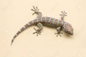 This often includes grass and other leafy plants, small insects such as crickets and beetles, berries and seeds. Gecko Lizard Climbing Wall Background Stock Photo Picture And Royalty Free Image Image 46906550