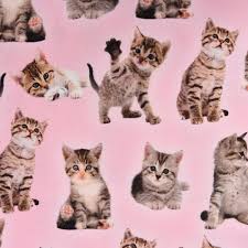 Hallo ich bin neu hier und hab seit zehn tagen drei katzenbays. Baumwolljersey Digitaldruck Baby Katzen Rosa Braun Weiss 1 55m Breite Schoner Leben Dein Lieblingsladen Im Netz