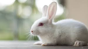 Белый кролик фото