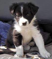 Pin On Border Collies