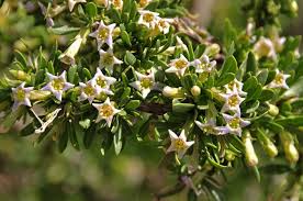 Image result for Lycium mascarenense