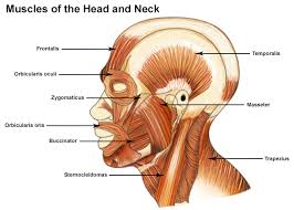 A neck strain or sprain occurs when one or more neck muscles, ligaments or tendons are injured. Seer Training Muscles Of The Head And Neck