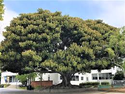 The moreton bay region is one of the fastest developing places in australia. Plant Moreton Bay Fig By Santa Monica College In July 30 2019 Imported Plants Plants Map