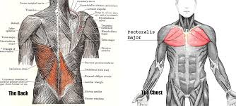 These muscles are also called immigrant muscles, since they actually represent true muscles of the back that lie deep to the thoracolumbar fascia. If You Only Train Your Chest Muscle You Ll End Up Looking Worse