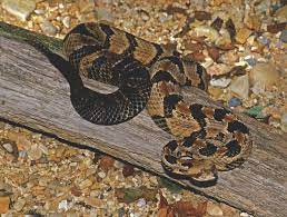 Another distinguishing characteristic of all nonvenomous snakes is the double row of scales on the underside of the tail. Identification And Control Of Snakes In Alabama Alabama Cooperative Extension System