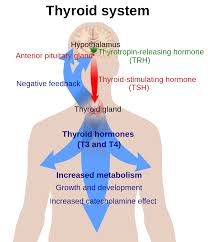 Hypothalamic Pituitary Thyroid Axis Wikipedia
