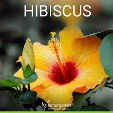 Florist in goring, west sussex, united kingdom. 30 Summer Flowering Plants